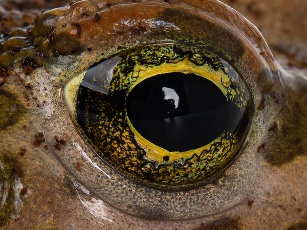 眼形のフルフレームマクロショット Bufo Boulengeri — ストック写真