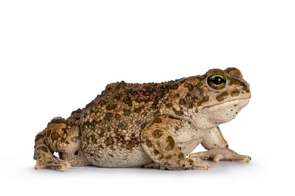 Bufo Boulengeri Alias Sapo Verde Africano Sentado Lado Mirando Hacia —  Fotos de Stock