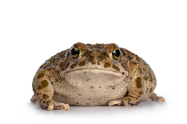 Bufo Boulengeri Alias African Green Toad Zit Voorin Kijk Naar — Stockfoto