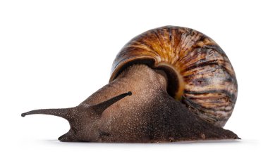 Dev Batı Afrika salyangozu, kameraya doğru ilerliyor. Beyaz bir arkaplanda izole edilmiş.