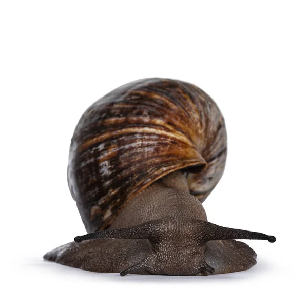 Giant West African Snail Moving Camera Isolated White Background — Stock Photo, Image