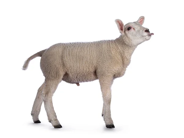 Lindo Corderito Texel Costado Mirando Hacia Futuro Sacando Lengua Aislado — Foto de Stock