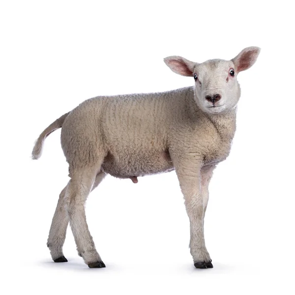 Cute Little Texel Lamb Standing Side Ways Head Turned Looking — Stock Photo, Image