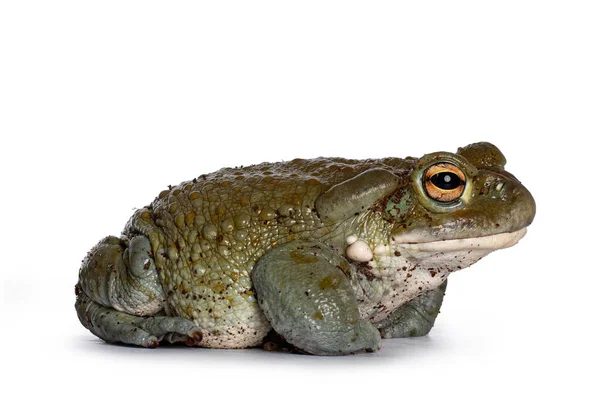 Bufo Alvarius Alias Colorado River Toad Sentado Lado Mirando Hacia —  Fotos de Stock