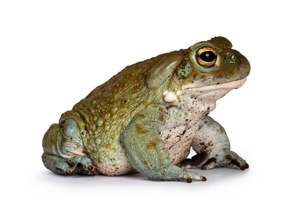 Bufo Alvarius namı diğer Colorado Nehri Kurbağası, yan yana oturuyor. Altın gözlerle geleceğe bakıyorum. Beyaz arkaplanda izole.