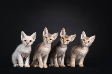 4 LaPerm uzuntüylü kedi yavrusu yan yana oturuyor. Herkes kameraya bakıyor. Siyah bir arkaplanda izole edilmiş.