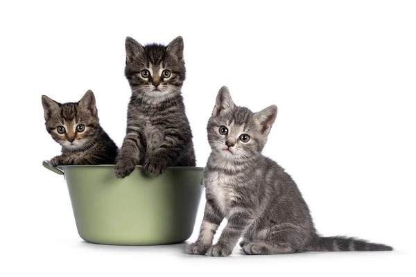 Aranyos Házimacska Cicák Együtt Ülnek Zöld Vödör Előtt Kamera Felé — Stock Fotó