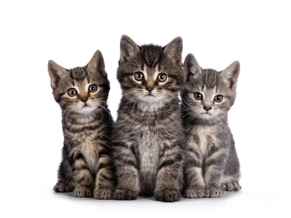 Cute Tabby House Cat Kittens Sitting Each Other Perfect Row — Stock Photo, Image