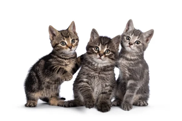 Aranyos Tabby Ház Macska Cica Egymás Mellett Játszik Kamera Felé — Stock Fotó