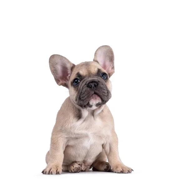 Adorable Fawn French Bulldog Puppy Sitting Its Ass Facing Front — Fotografia de Stock