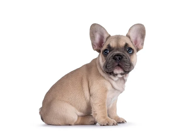 Entzückendes Rehkitz Französische Bulldogge Welpe Sitzt Seitlich Auf Blickt Neugierig — Stockfoto