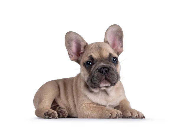 Tatlı geyik yavrusu Fransız Bulldog yavrusu, yan yana uzanıyor. Mavi gözlerle kameradan uzağa bakıyor. Beyaz bir arkaplanda izole edilmiş.