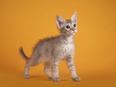 Şirin bir kedi yavrusu, dik oturuyor, yan yana duruyor. Kameradan uzağa bakıyor. Sarı arkaplanda izole edilmiş.