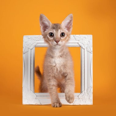Şirin LaPerm kedi yavrusu, oturmuş fotoğraf çerçevesinde dikiliyor. Kameraya doğru bakıyorum. Sarı arkaplanda izole edilmiş.