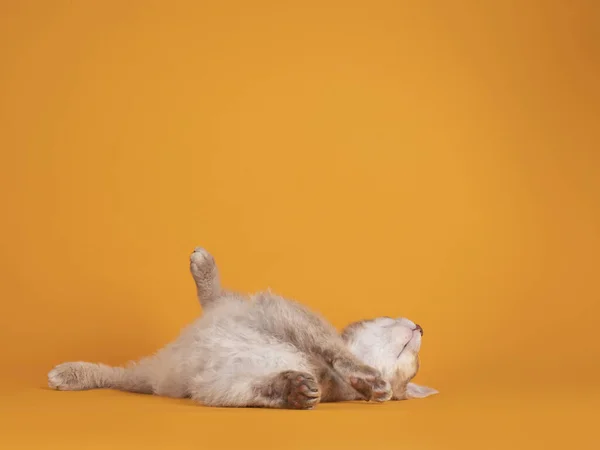 Lindo Gato Laperm Gatito Acostado Rodado Sobre Espalda Mostrando Vientre —  Fotos de Stock
