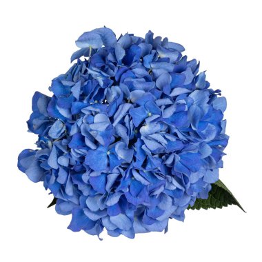 Hortensi namı diğer Hydrangea çiçeğinin detaylı üst görüntüsü