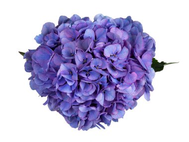 Hortensi namı diğer Hydrangea çiçeğinin detaylı üst görüntüsü