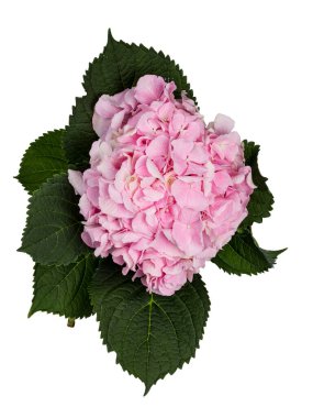 Hortensiya 'nın yan görünüşü, diğer adıyla fidrangea çiçeği yapraklı.