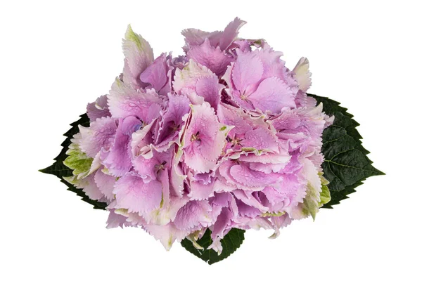 Tiro Vista Superior Detalhada Hortensi Aka Hydrangea Flor — Fotografia de Stock