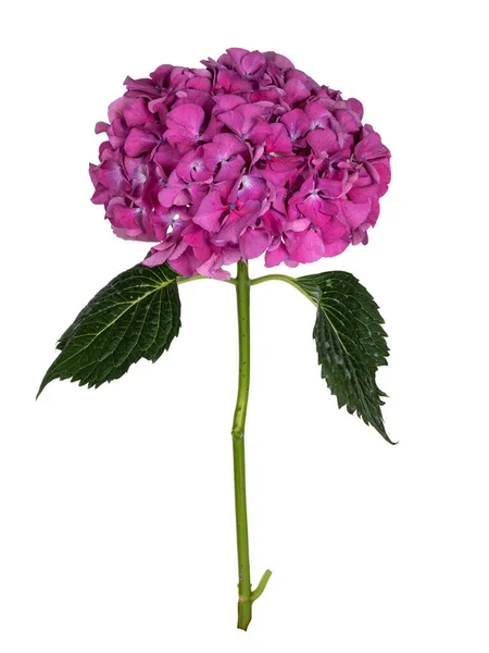 Hortensiya Nın Yan Görünüşü Diğer Adıyla Fidrangea Çiçeği Yapraklı — Stok fotoğraf