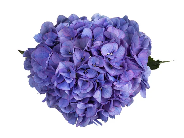 Hortensi Namı Diğer Hydrangea Çiçeğinin Detaylı Üst Görüntüsü — Stok fotoğraf