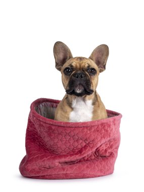 Pembe kadife sepetin içinde oturan tatlı yavru geyik yavrusu. Kameraya doğru bakıyorum. Beyaz arkaplanda izole.