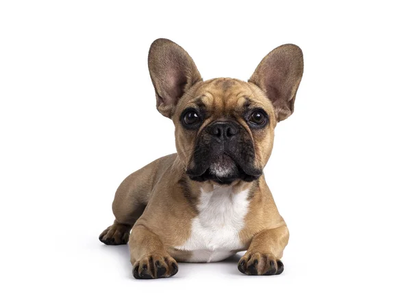 Cute Young Fawn French Bulldog Youngster Laying Facing Front Looking — Stock Photo, Image