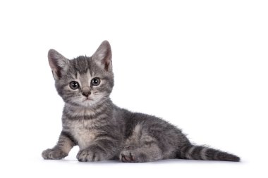 Şirin gri çiftlik kedisi kedi yavrusu, dik kenarda oturuyor. Kameraya doğru bakıyor. beyaz arkaplanda izole.