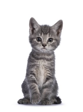 Şirin gri çiftlik kedisi kedi yavrusu, yüzü önde oturuyor. Kamera şakalarına doğru bakıyorum. Beyaz arkaplanda izole.