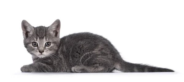 Şirin Gri Çiftlik Kedisi Kedi Yavrusu Yan Yana Yatıyor Kameraya — Stok fotoğraf