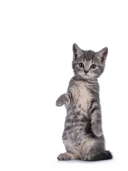 Aranyos Szürke Farm Macska Cica Álló Hátsó Mancsok Mint Szurikáta — Stock Fotó