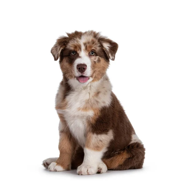 Cute Red Merle White Tan Australian Shepherd Aka Aussie Dog — 스톡 사진