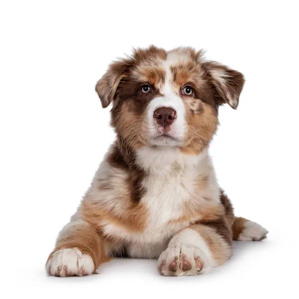 Schattig Rood Merle Wit Met Tan Australian Shepherd Aka Aussie — Stockfoto