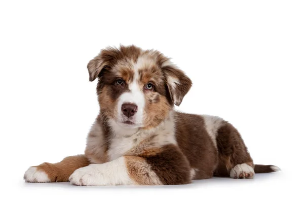 Χαριτωμένο Κόκκινο Merle Λευκό Μαύρισμα Australian Shepherd Άλλως Aussie Κουτάβι — Φωτογραφία Αρχείου