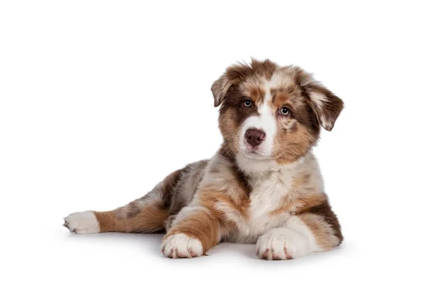 Söt Röd Merle Vit Med Solbränd Australiensisk Shepherd Aka Aussie — Stockfoto