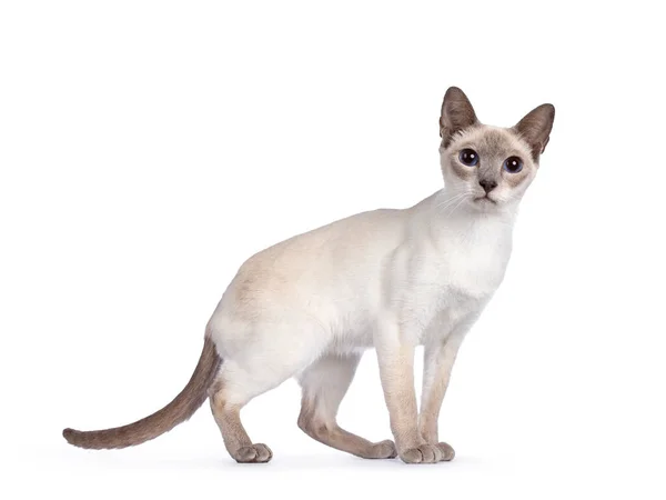 Junge Erwachsene Lila Thailändische Katze Die Mit Dunkelblauen Augen Seitlich — Stockfoto