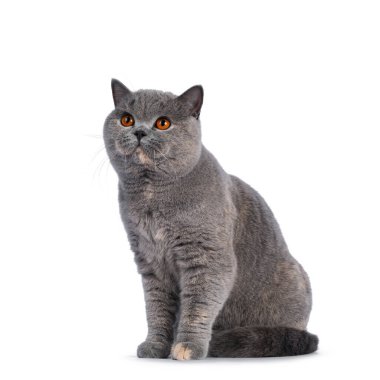 Muhteşem genç, mavi Tortie İngiliz Shorthair kedisi yan yana oturuyor. Büyük turuncu gözlerle kameradan uzağa bakıyor. Beyaz bir arkaplanda izole edilmiş.