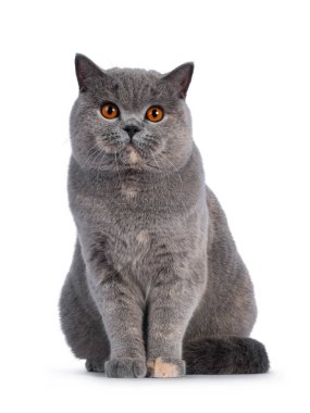 Muhteşem, genç, mavi Tortie İngiliz Shorthair kedisi. Operasyonun önündeymiş gibi duruyor. Büyük turuncu gözlerle kameraya doğru bakıyor. Beyaz bir arkaplanda izole edilmiş.
