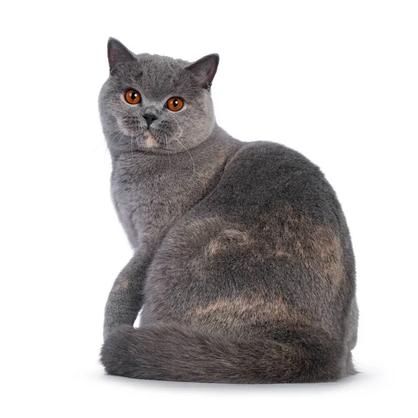 Favoloso Giovane Adulto Tortie Blu British Shorthair Gatto Siting Side — Foto Stock