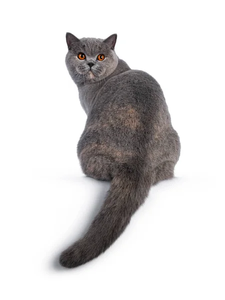 Fabulous Young Adult Blue Tortie British Shorthair Cat Sitting Backwards — Stock Photo, Image