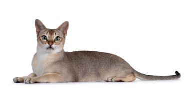 Handsome young adult Singapura cat, laying down side ways. Looking straight at camera with mesmerising green eyes. Isolated on a white background. clipart