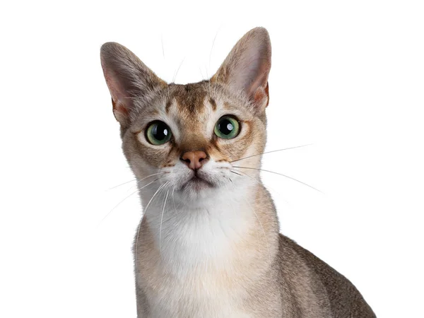 머리에 잘생긴 고양이 눈으로 카메라를 똑바로 봅니다 배경에 고립되다 — 스톡 사진