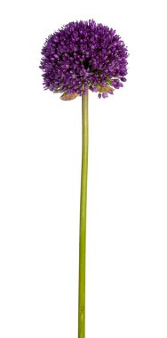 Mor Dev soğan çiçeğinin yan görüntüsü. Nam-ı diğer Allium Giganteum. Yeşil saplı yuvarlak başlı. Beyaz bir arkaplanda izole edilmiş.