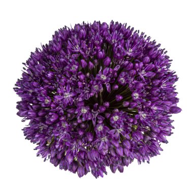 Mor Dev soğan çiçeğinin üst görüntüsü namı diğer Allium giganteum.