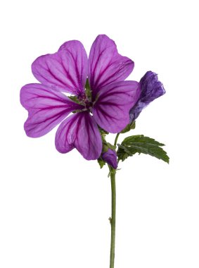 Pembe çiçekli Kaasjeskruid, nam-ı diğer Malva Moschata 'nın yan görüntüsü. Yeşil sapta açık çiçek ve tomurcuk. Beyaz bir arkaplanda izole edilmiş.