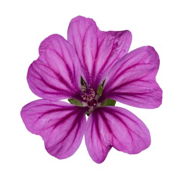 Pembe çiçekli Kaasjeskruid, nam-ı diğer Malva Moschata. Beyaz arkaplanda yalıtılmış tek bir çiçek.