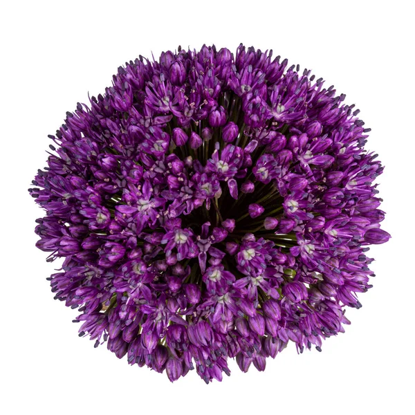 Vista Dall Alto Viola Fiore Cipolla Gigante Aka Allium Giganteum — Foto Stock