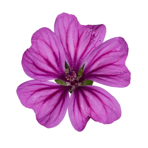 Vue Dessus Floraison Rose Kaasjeskruid Aka Malva Moschata Fleur Unique — Photo