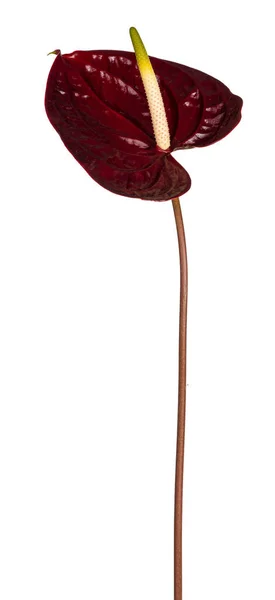 Side View Dark Red Flamingo Flower Aka Anthurium Stem Isolated — Fotografia de Stock