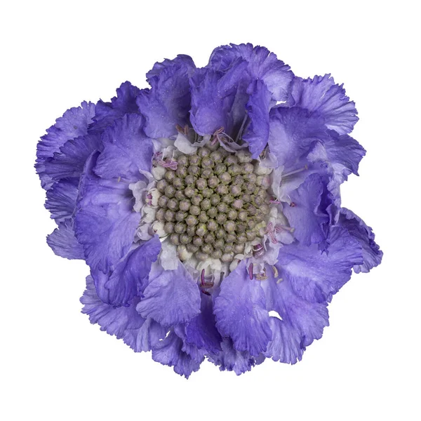 Pincushion Çiçeğinin Üst Görüntüsü Diğer Adıyla Scabiosa Kafkasya Beyaz Arkaplanda — Stok fotoğraf